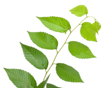 Green small leaves on the white background