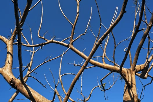 Bare branches of a tree in summer