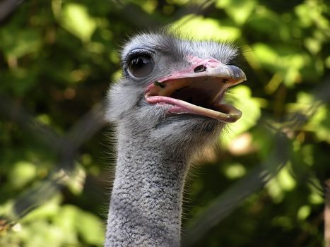 Ostrich at zoo park.