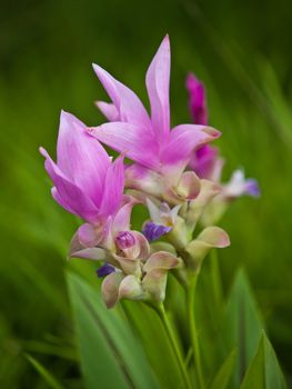 Couple Pink Siam Tulip blur background