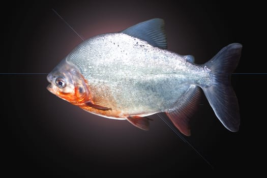 Piranha fish