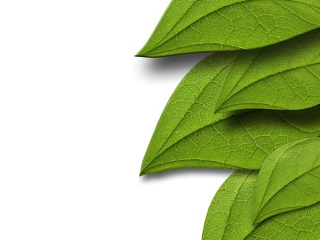 Green leaves on white background