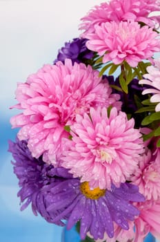 Pink and Violet Dahlia Flowers on Blue Background