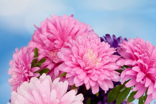 Pink and Violet Dahlia Flowers on Blue Background