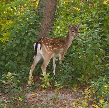  child of the red deer in wood . Bandhavgarh. India.