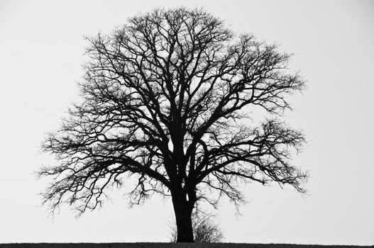 tree in wintertime