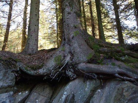 Funny roots
