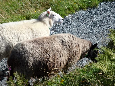 sheeps