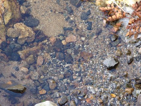Leafs in water