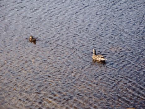 Duck and duckling