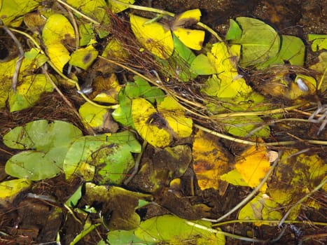 Water lillies 