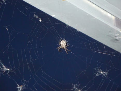 Spiderweb
