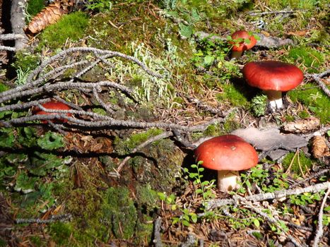 Red fungi