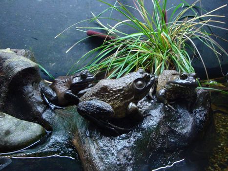 The Toad family