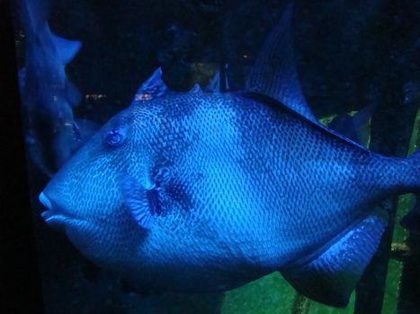 Blue fish
