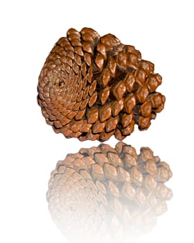 Cedar cone isolated on white background 