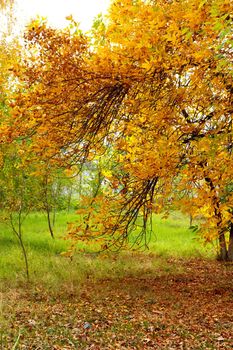 Autumn Pathway 