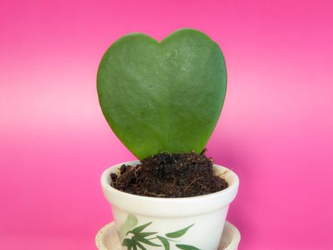 Please take Care for the heart of plant