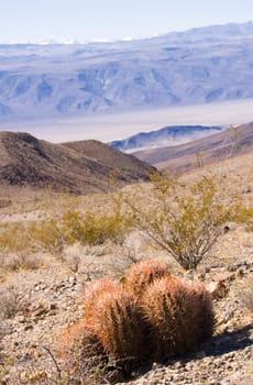 cactus growing in death valley showing that some things live there