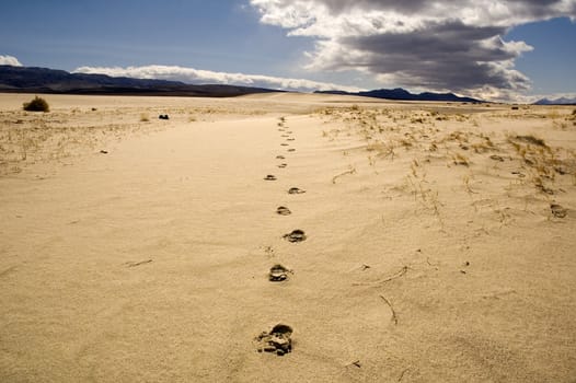 footprints coming towards the camera in the sand of Death valley's desert