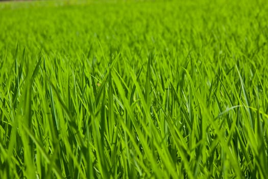 Green rice field in Thailand