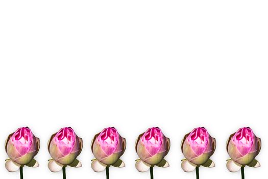 lotus flower on white blackground