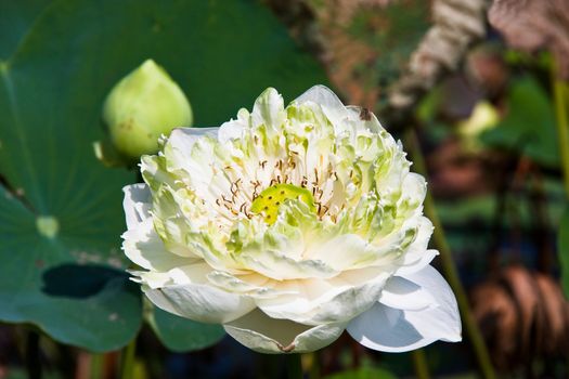 blooming lotus flower over green background