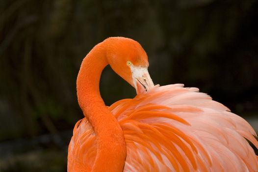 Flamnigo grooming its feathers close up