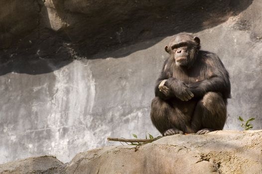 Chimpanzee resting by sitting on rock in LA zoo