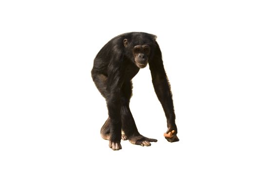 A chimpanzee walking with carrots in its hand isolated over white