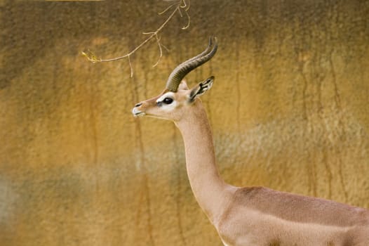 Gerenuk in Los Angeles zoo