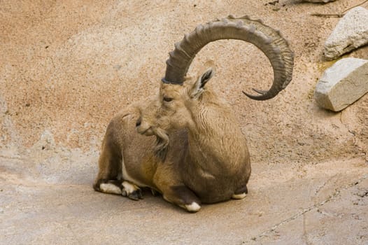 Ibex resting and watching