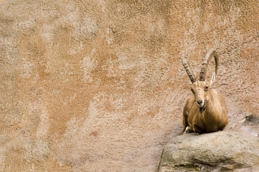 Ibex resting and watching