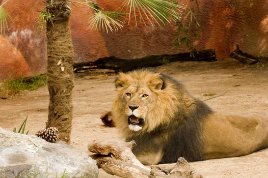 Lion at rest watching