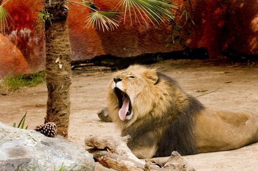 Lion at reat with mouth open yawning