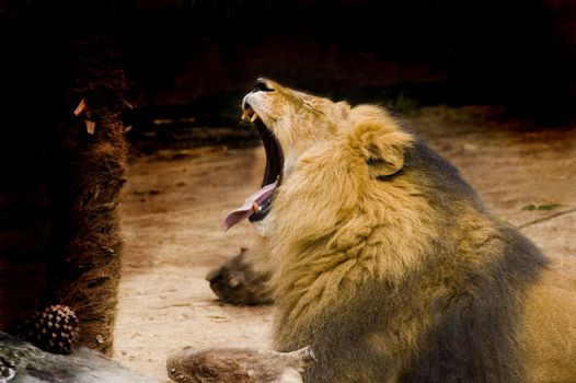 Lion at reat with mouth open yawning