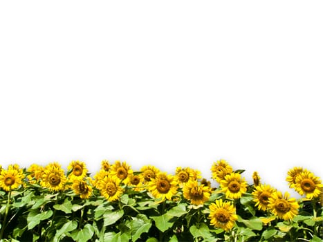 Sun Flower Isolated on White Background