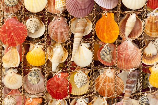 Beauty colorful shells background. Montenegro. Summery day.