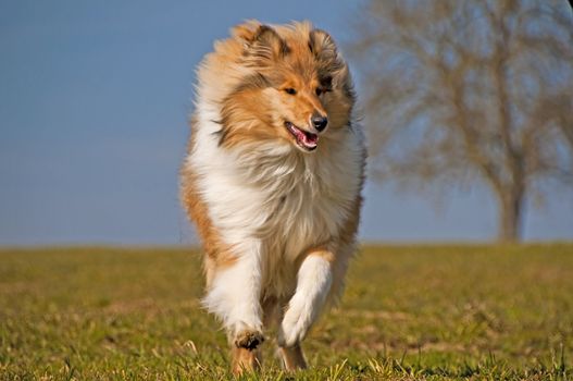 collie running