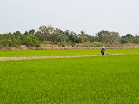 A farmer is working in a ricefield