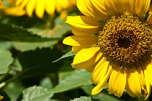 Close up of Sun Flower