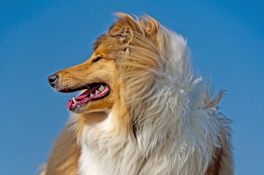 collie dog