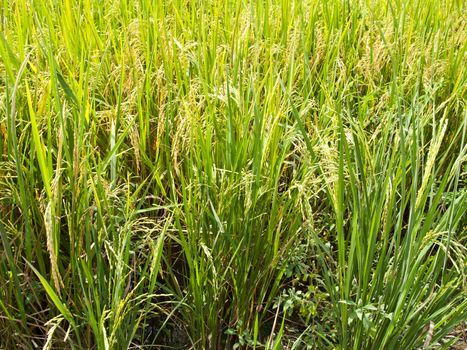 Green rice field