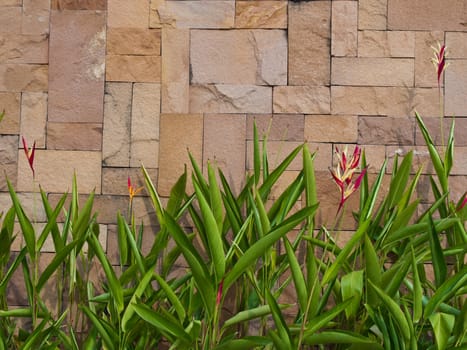 fresh green leaf that against brown wall