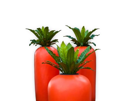 Big carrot isolated on white background