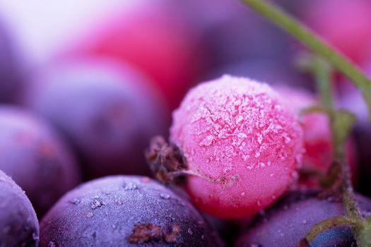 Macro view of frozen berries: blackcurrant, redcurrant, blueberry