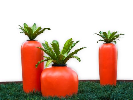 Big carrot isolated on white background