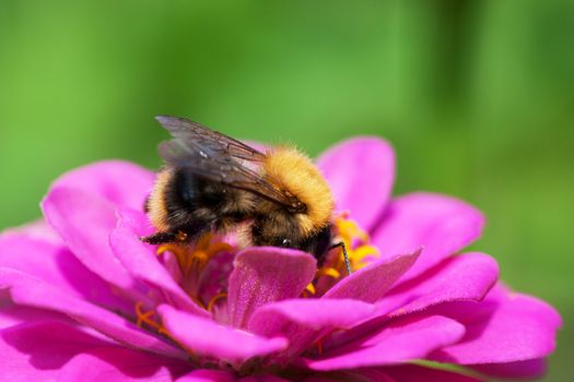 Bee on a daisy flower in a garden gathering honey