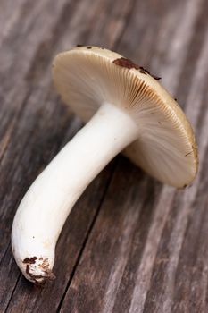 Close up view of brown cup boletus over wood background