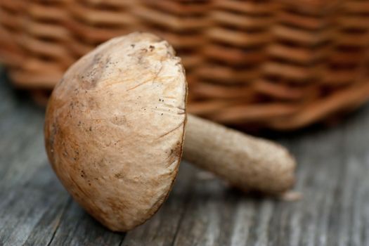 Close up view of brown cup boletus and a basket